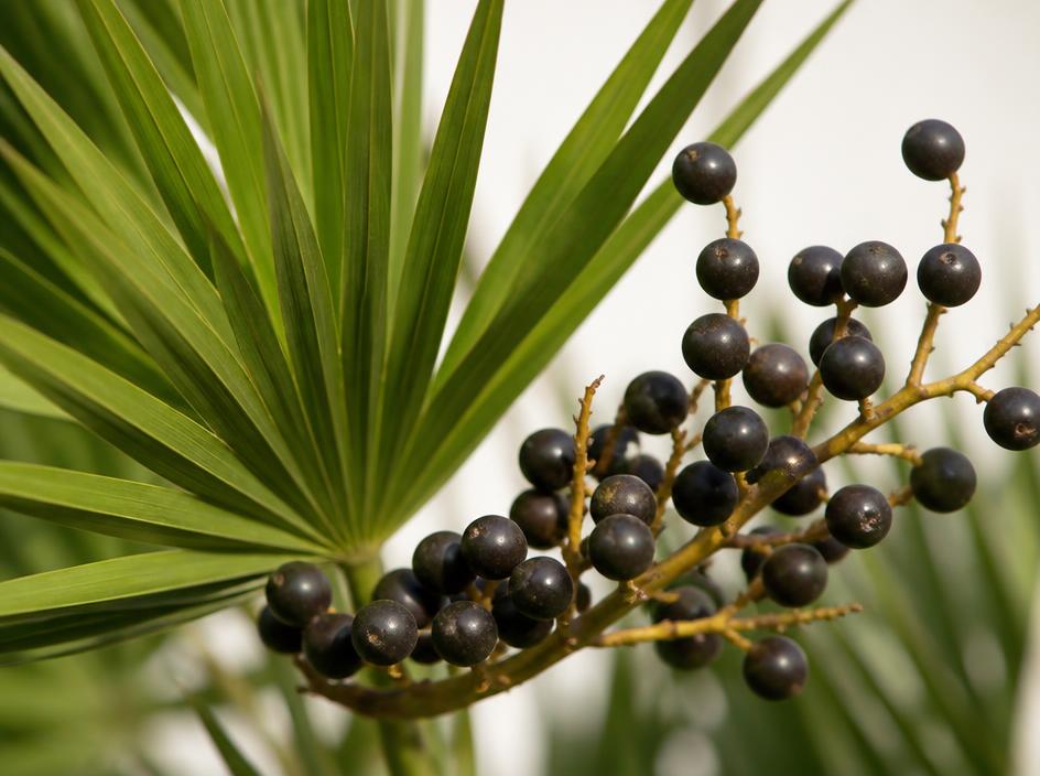 Saw palmetto fan-shaped fronds with ripe dark berries on the stem