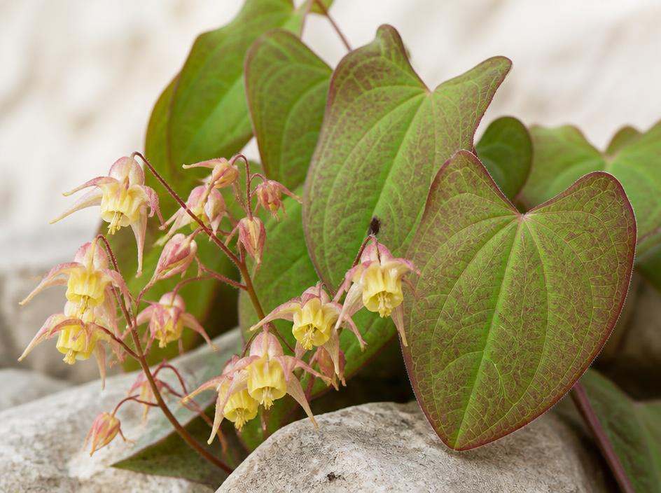 Epimedium (horny goat weed) heart-shaped leaves and small yellow flowers in natural daylight